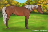 Horse Color:Silver Bay 