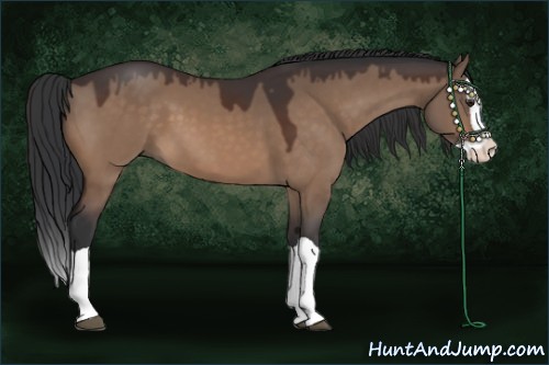 Horse Color:Bay Dun Splash 