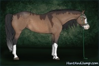 Horse Color:Bay Dun Splash 