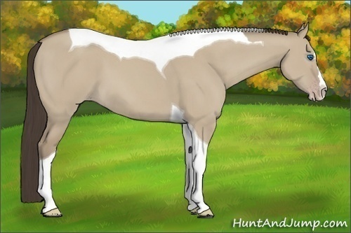 Horse Color:Classic Champagne Dun Splash Tobiano