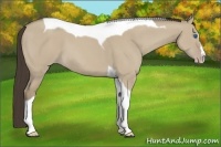 Horse Color:Classic Champagne Dun Splash Tobiano 