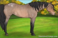 Horse Color:Bay Roan Sabino Appaloosa 