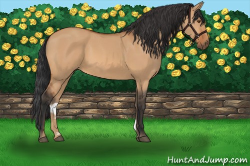 Horse Color:Bay Dun 