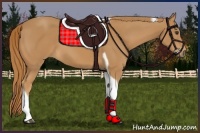 Horse Color:Chestnut Tobiano