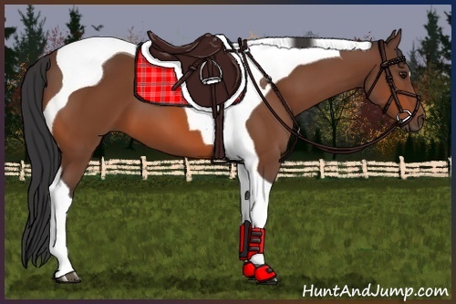 Horse Color:Bay Tobiano 