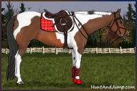 Horse Color:Bay Tobiano 