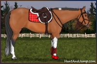 Horse Color:Bay Tobiano 