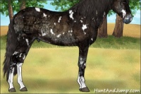 Horse Color:White Spotted Liver Red Onyx Ice Sabino 