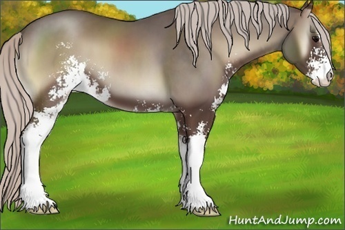 Horse Color:Silver Blue Onyx Sabino 