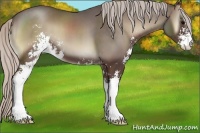 Horse Color:Silver Blue Onyx Sabino 