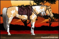 Horse Color:White Spotted Buckskin 