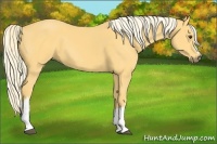 Horse Color:Palomino