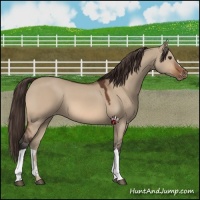 Horse Color:Bay Dun Varnish 