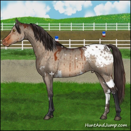 Horse Color:White Spotted Brown Dun Blanket Brindle