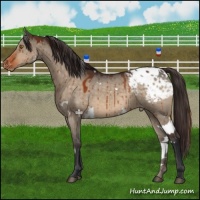 Horse Color:White Spotted Brown Dun Blanket Brindle