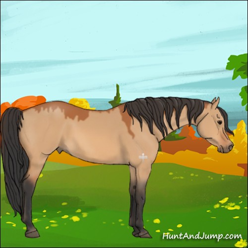 Horse Color:Bay Dun 