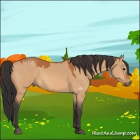 Horse Color:Bay Dun