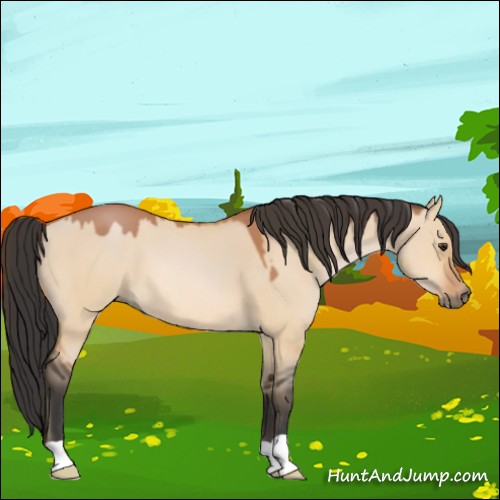 Horse Color:Bay Dun