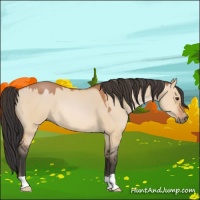 Horse Color:Bay Dun