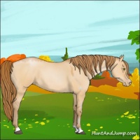 Horse Color:Bay Pearl Dun 