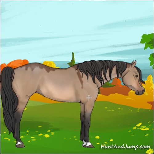 Horse Color:Bay Dun 