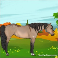 Horse Color:Bay Dun 
