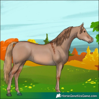 Horse Color:Red Dun 