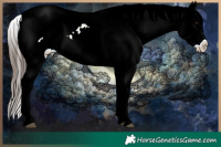 Horse Color:Blue Ice Roan Splash Snowflake Varnish  and Black Ice Blanket 