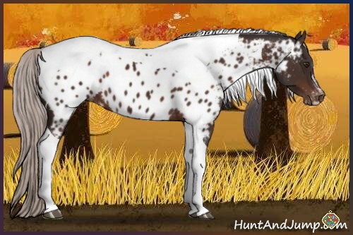 Horse Color:Silver Brown Sabino Tobiano Appaloosa 