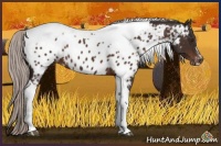 Horse Color:Silver Brown Sabino Tobiano Appaloosa 