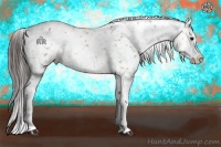 Horse Color:White Spotted Brown Dun Splash Appaloosa Brindle