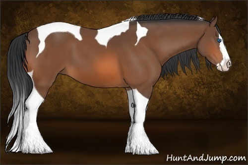 Horse Color:Bay Splash Tobiano