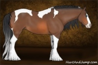 Horse Color:Bay Splash Tobiano 