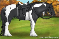Horse Color:Black Tobiano 