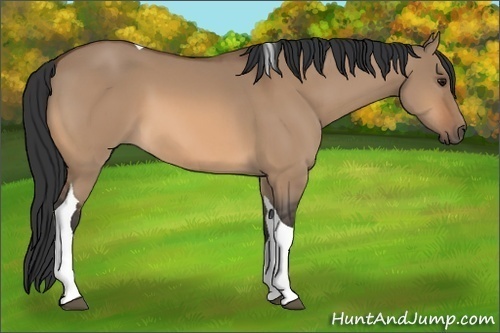 Horse Color:Bay Dun Tobiano 