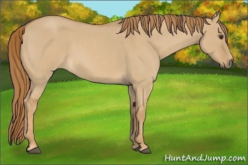 Horse Color:Red Dun Roan 