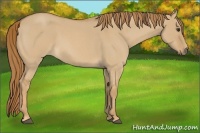 Horse Color:Red Dun Roan 