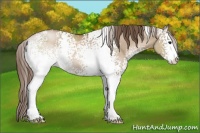Horse Color:White Spotted Grullo Pearl Sabino Rabicano