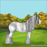 Horse Color:White Spotted Black