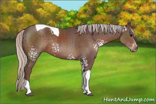 Horse Color:White Spotted Silver Black Tobiano Rabicano