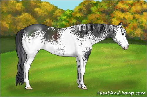 Horse Color:White Spotted Black Sabino 