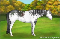 Horse Color:White Spotted Black Sabino