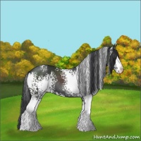 Horse Color:White Spotted Black