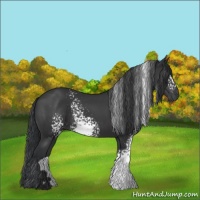Horse Color:White Spotted Black