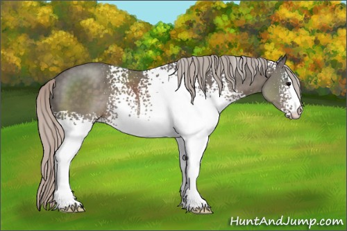 Horse Color:White Spotted Silver Black 