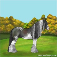 Horse Color:White Spotted Black 