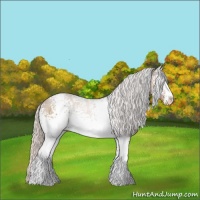Horse Color:White Spotted Silver Brown Sabino Rabicano 