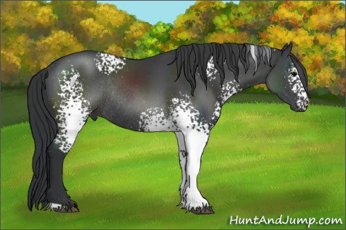 Horse Color:White Spotted Black Rabicano 