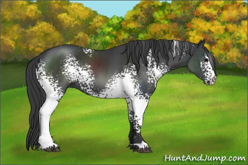 Horse Color:White Spotted Black