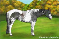 Horse Color:White Spotted Black Tobiano Rabicano